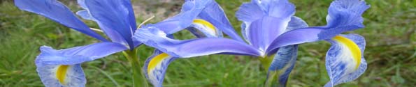 garden plant Iris 