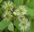 Clematis seed heads