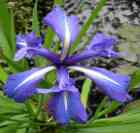 garden plant iris