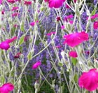 garden plants Lychnis with Lavender
