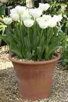 garden bulbs Tulip