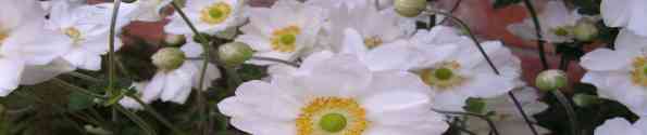 garden plant anemone