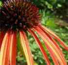 garden plant Echinacea